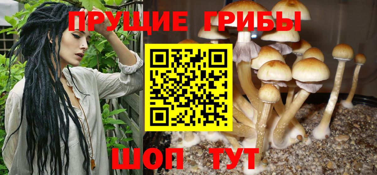 Галлюциногенные грибы GOLDEN TEACHER Осинники